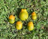 hlb defprmed citrus